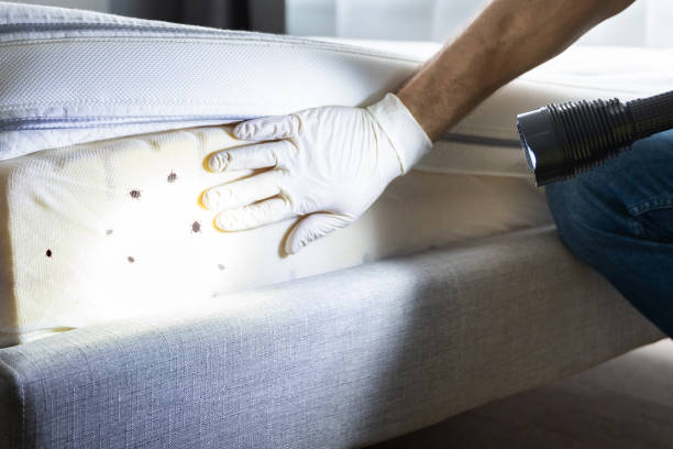 Best Emergency Pest Control  in Fort Salonga, NY