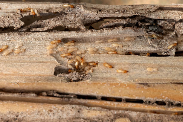 Best Pest Removal Services  in Fort Salonga, NY
